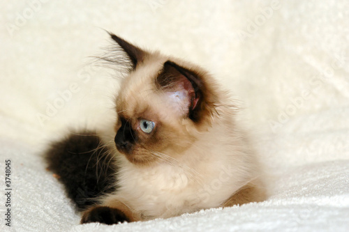portrait of a kitten