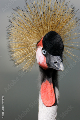 Black Crowned Crane photo