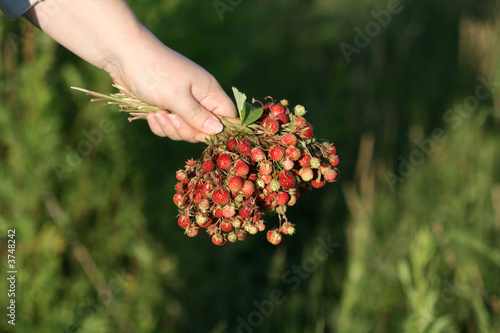 Bunch of a wild ripe berry 