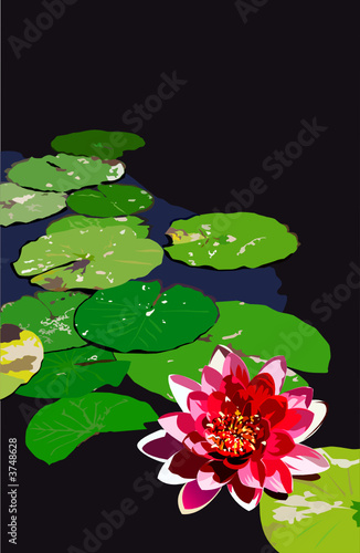 Water Lily