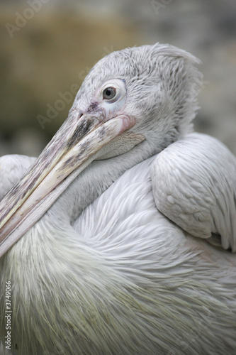 Pelicans