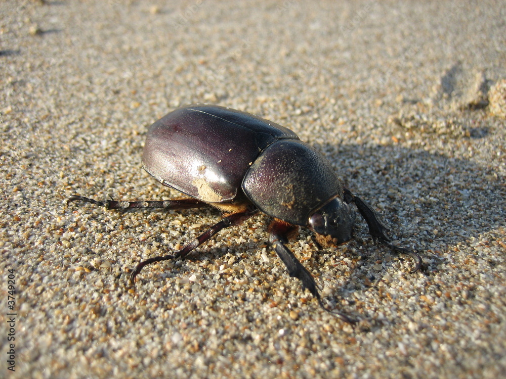 Käfer @ Thailand