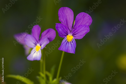 wild violets close up in summer forest