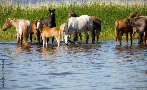 Horses on the watering. Chany lake, Novosibirsk area, June 2007