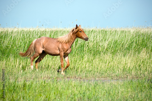 Horse in the prairie. Near Chany lake  Novosibirsk area