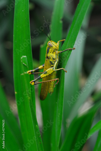 Foto locus hiding amongst the grass