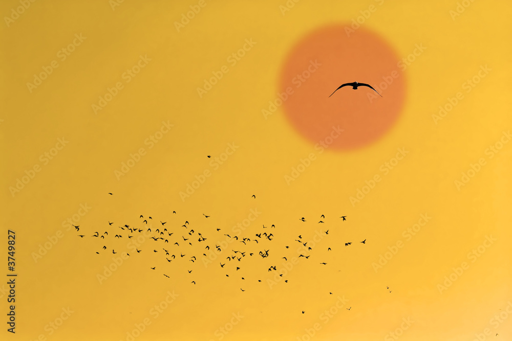 many flying pigeons on sky background many flying pigeons on sky background