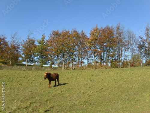 Horse on the meadow