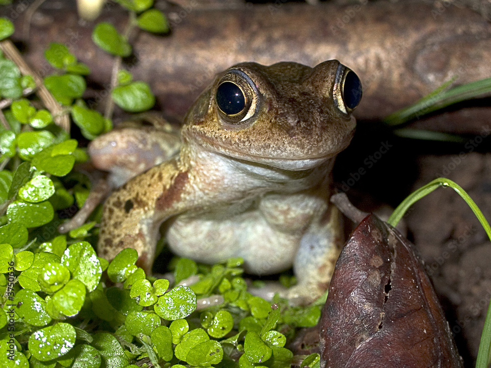Obraz premium Frog