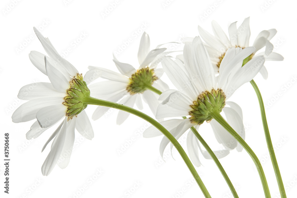Fototapeta premium Daisy flowers
