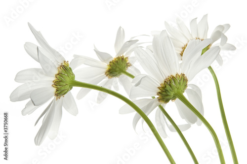 Fototapeta Naklejka Na Ścianę i Meble -  Daisy flowers