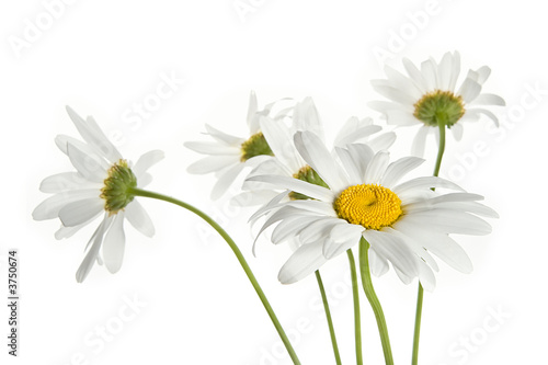 Daisy flowers photo