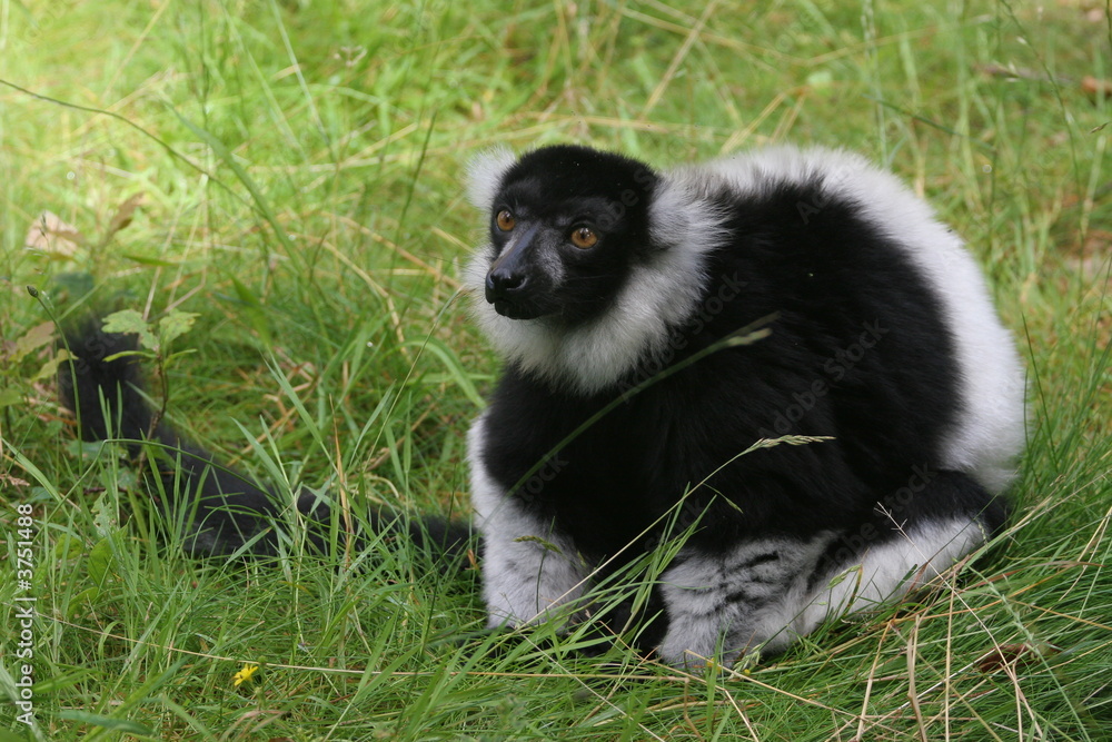 Naklejka premium lemur vari noir et blanc
