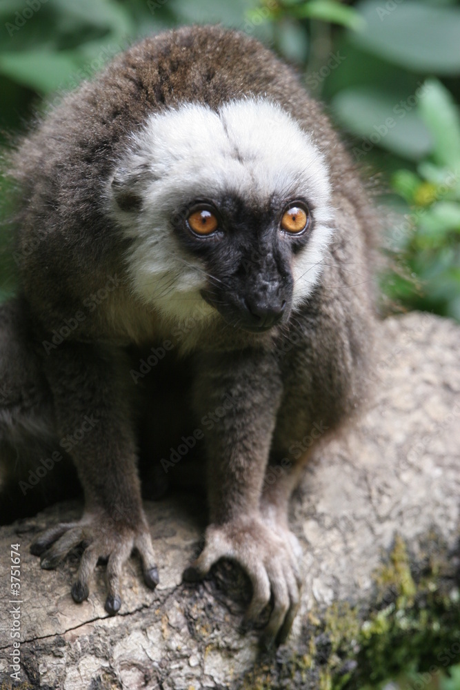 Naklejka premium portrait de maki roux