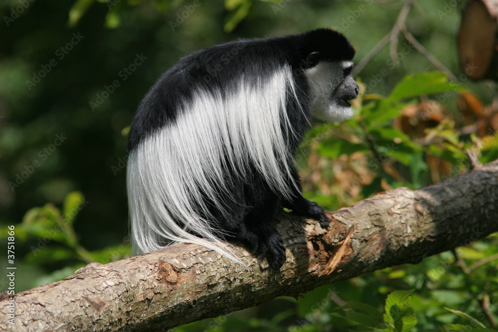 Obraz premium colobe guereza