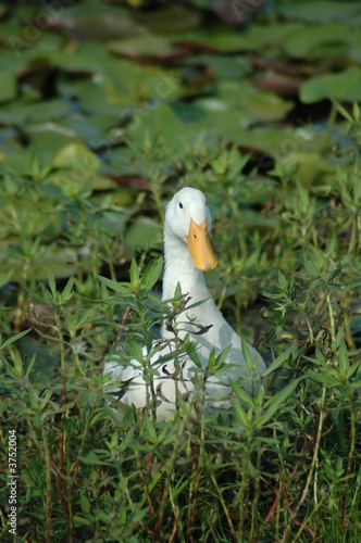 White Duck at Lakes Edge