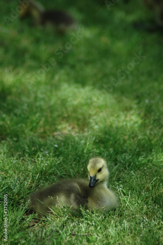 Gosling Pose in the Grass