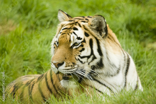 Amur Tiger  Panthera tigris altaica  