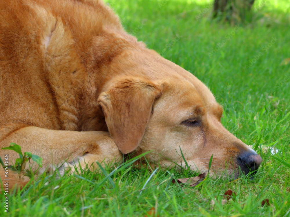 Sieste du chien Sieste du chien