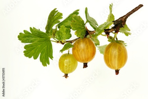 gooseberry