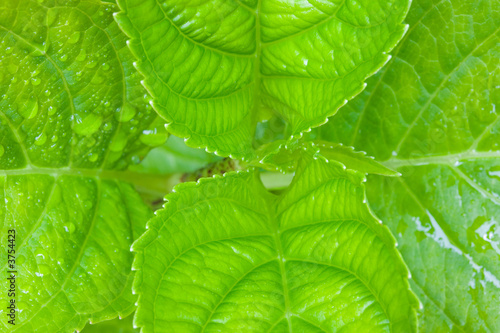 Close up of the green leaves from a Hydrangea plant