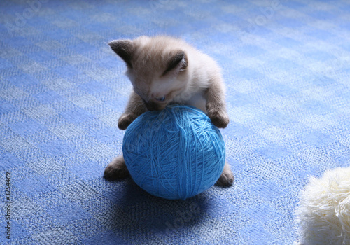 siamese kitten isolated on white