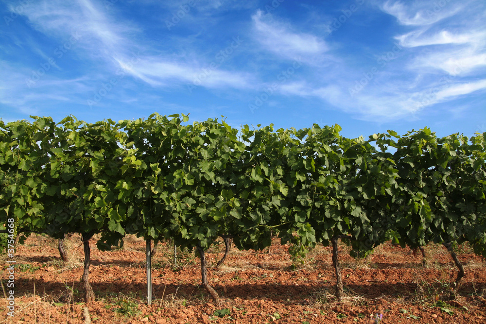 rangée de vignes en provence
