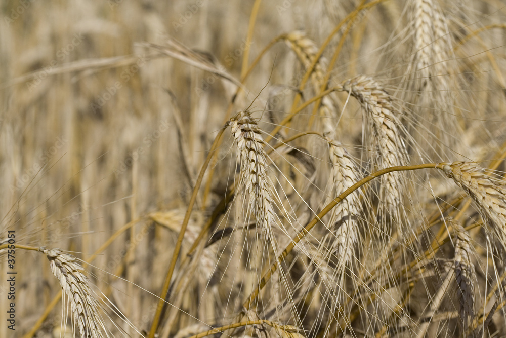 Fototapeta premium Fleurs 303