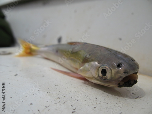 Candirú Fisch, Cetopsis cf coecutiens (Cetopsidae Familie)  Amazonas Gewässer, Brasilien photo