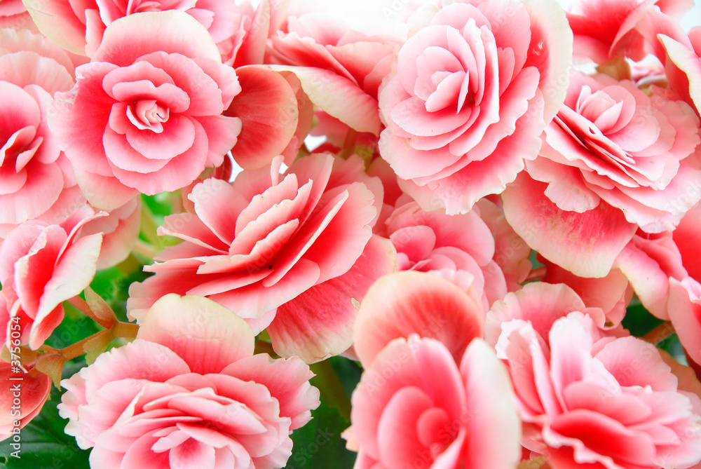 Begonia flowering plant - family Begoniaceae . Begonia flowering plant - family Begoniaceae .
