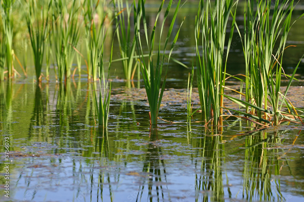 reed (2) reed (2)