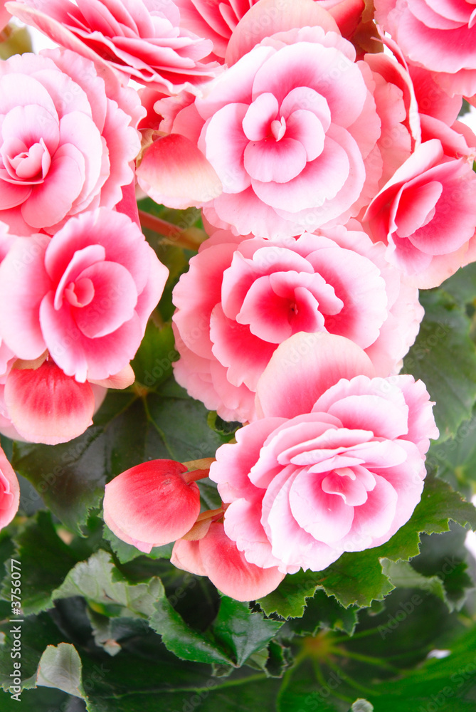 Fototapeta premium Begonia flowering plant - family Begoniaceae .