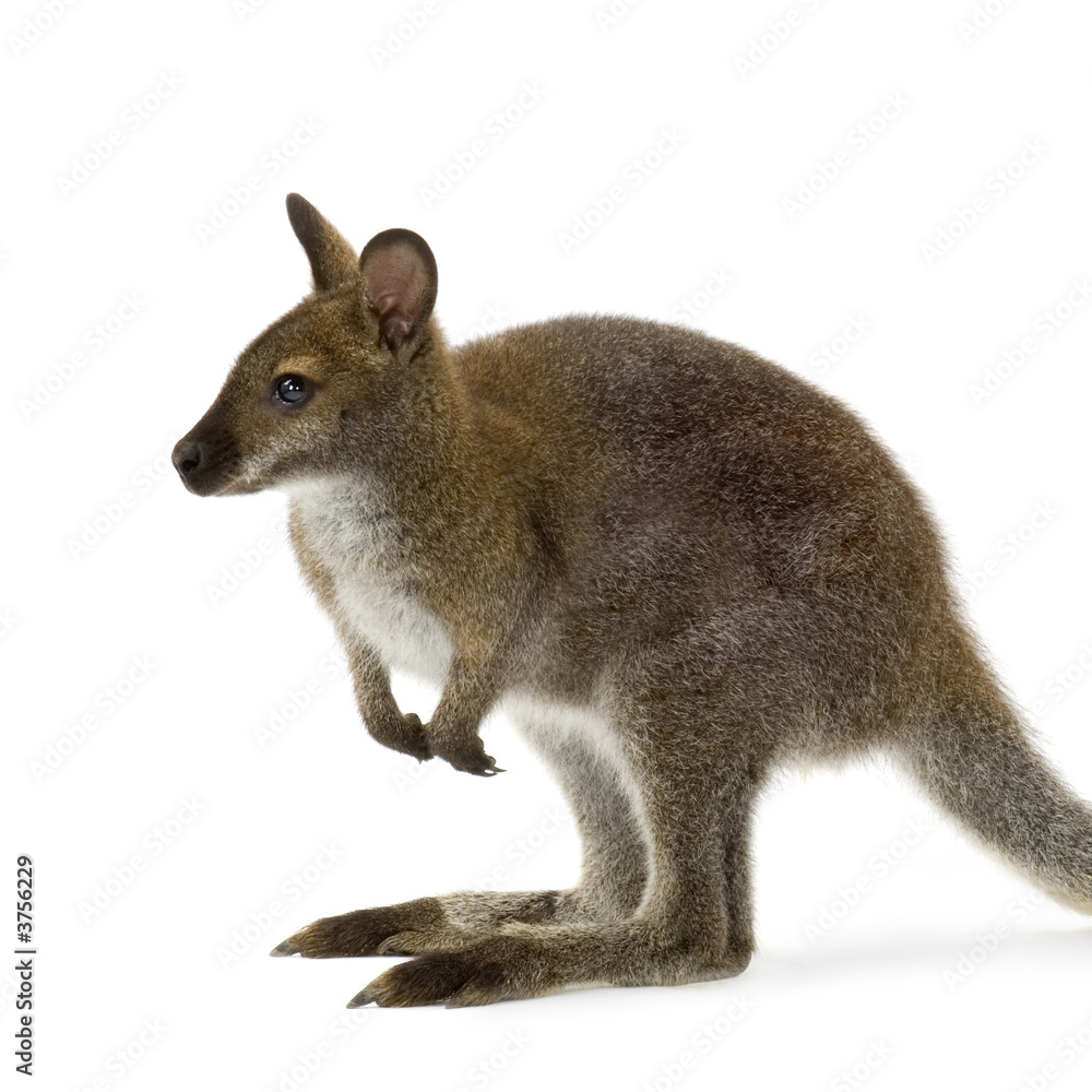 Obraz premium Wallaby in front of a white background