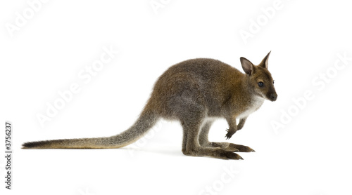 Wallaby in front of a white background