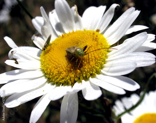 Insects over Daisy.