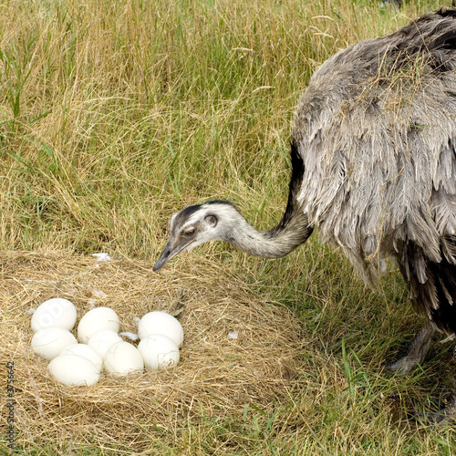 Ostrich Chick in the nature