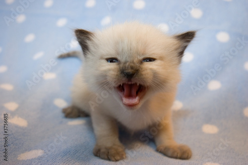 Little Himalayan Siamese kitten  meowing