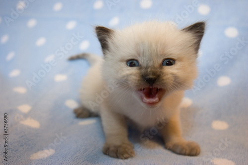 The little Beast of prey