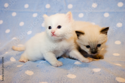 Two little  Himalayan Siamese kittens