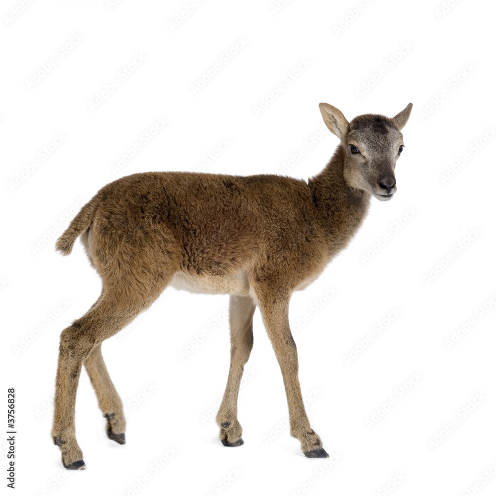 Fototapeta premium Mountain sheep of the alps in front of a white background