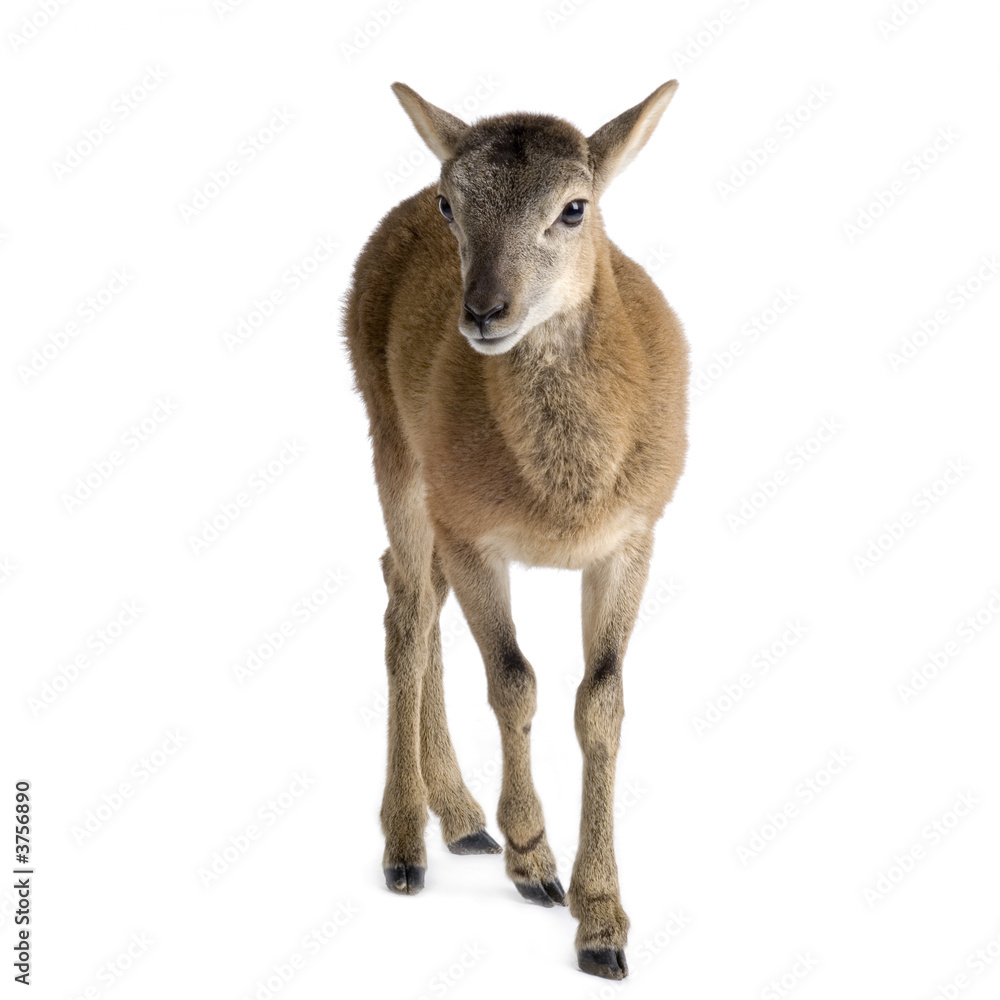Mountain sheep of the alps in front of a white background Mountain sheep of the alps in front of a white background