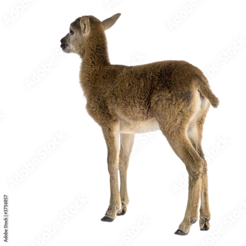 Mountain sheep of the alps in front of a white background © Eric Isselée