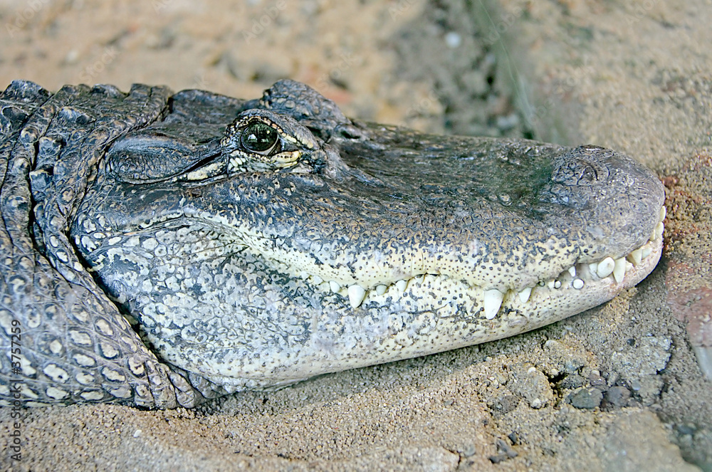 Obraz premium Alligator de Mississipi 1
