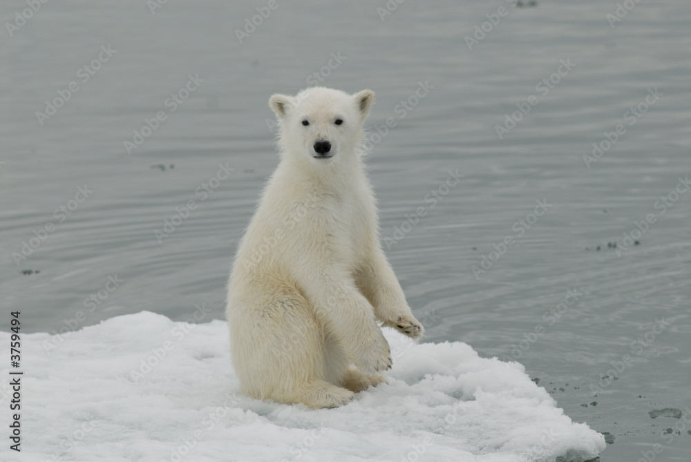 Obraz premium Polar bear cup