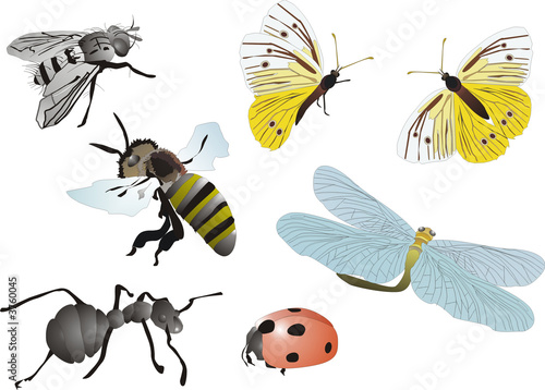 illustration with insects © Alexander Potapov