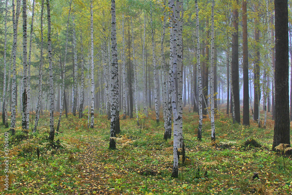 Obraz premium autumn yellow birch forest in the morning