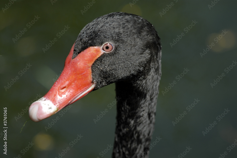 Obraz premium canard