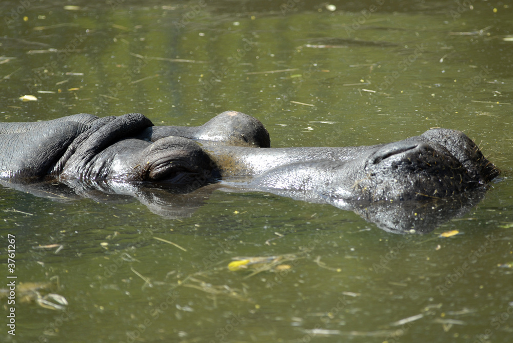 Fototapeta premium hippo