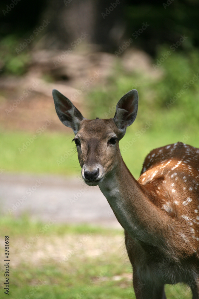 Sikahirsch