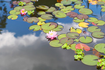 Acrylglasbilder Wasserlilien Rosa Lilienblüte mit grünen Blättern  © Alexander Oshvintsev